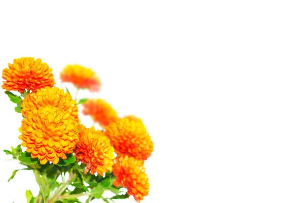Flores Outono Coloridas Crisântemo Fundo Branco Natureza — Fotografia de Stock