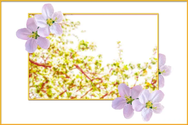 Doğa Çiçek Açan Elma Dalı Parlak Renkli Bahar Çiçekleri — Stok fotoğraf