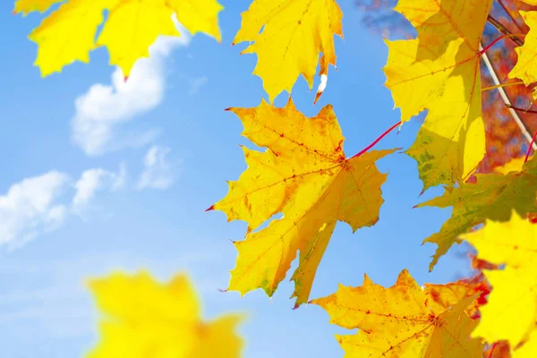 Paysage Automne Avec Des Feuilles Colorées Lumineuses Été Indien Feuillage — Photo