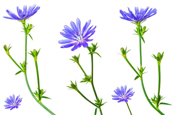 Flores Chicória Comum Cichorium Intybus Fundo Branco Natureza — Fotografia de Stock