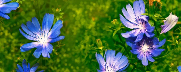 Яскраві Квіти Шикарної Літератури Задньому Плані Літнього Ландшафту Cichorium Intybus — стокове фото