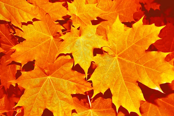 Autumn Landscape Bright Colorful Leaves Indian Summer Foliage — Stock Photo, Image