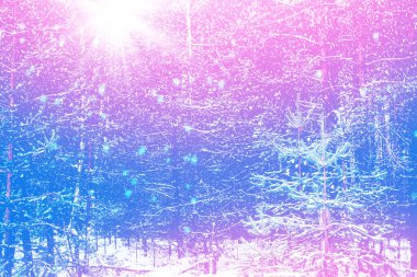 Karla kaplı ağaçlarla donmuş kış ormanı. Açık hava