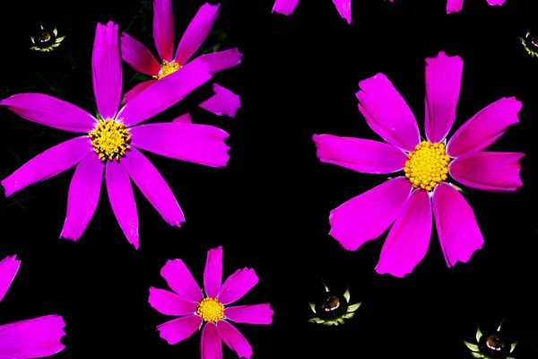 Brilhante Flores Cosmos Coloridas Isoladas Fundo Preto Natureza — Fotografia de Stock