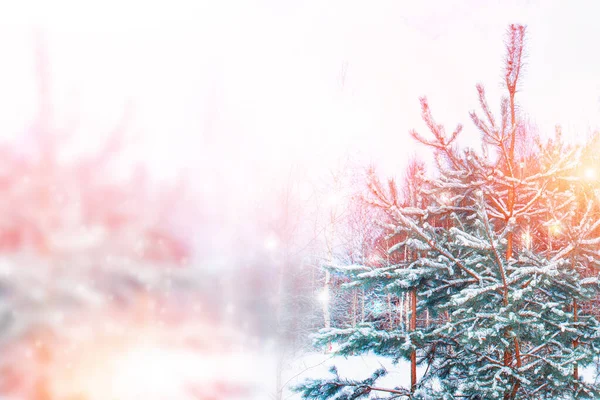 Fryst Vinterskog Med Snötäckta Träd Utomhus — Stockfoto