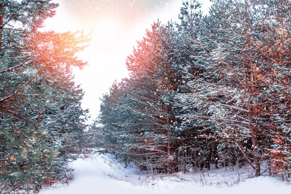 Floresta Inverno Congelada Com Árvores Cobertas Neve Exterior — Fotografia de Stock