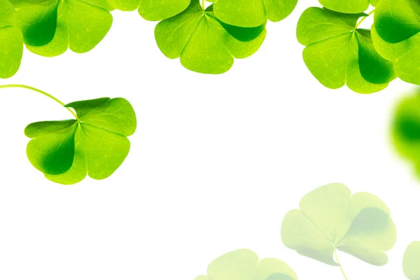 Beyaz Arka Planda Yeşil Yonca Yaprakları Aziz Patrick Günü Nde — Stok fotoğraf
