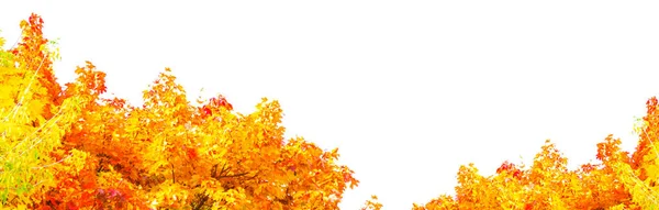 Bright Autumn Maple Leaf White Background Foliage Fall Concept — Stock Photo, Image