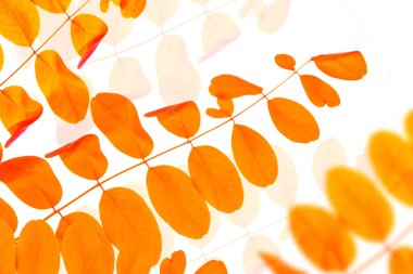 Beyaz arka planda parlak bir sonbahar yaprağı. Yapraklar. Sonbahar kavramı