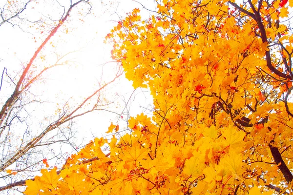 Paisaje Otoño Con Hojas Colores Brillantes Verano Indio Follaje —  Fotos de Stock