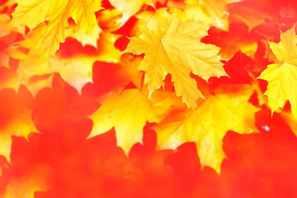 Jesienny Krajobraz Jasnymi Kolorowymi Liśćmi Indiańskie Lato Liści — Zdjęcie stockowe