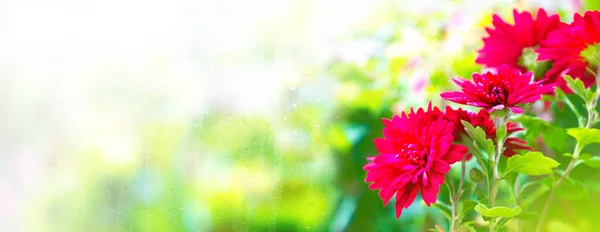 Selective Focus Colorful Chrysanthemum Flowers Background Autumn Landscape Meadow Blooming — Stock Photo, Image