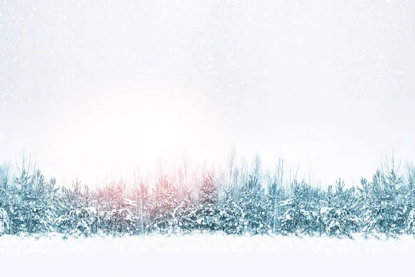 Frozen Winter Forest Snow Covered Trees Outdoor — Stock Photo, Image