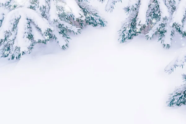 冰雪覆盖的冬季森林 针叶树分枝 — 图库照片