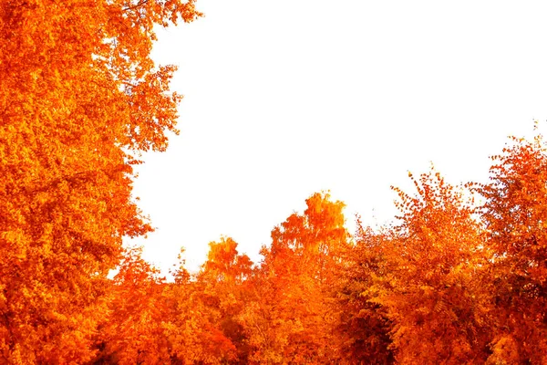 Zamazane Jesienne Drzewa Białym Tle Jasne Kolorowe Liście Indiańskie Lato — Zdjęcie stockowe