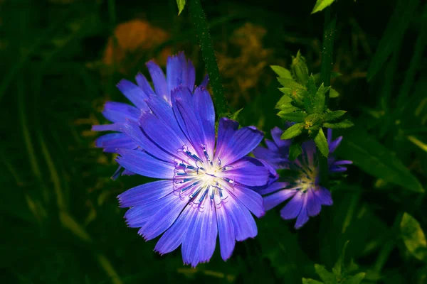 Ljusa Blommor Cikoria Bakgrunden Sommarlandskapet Cichorium Intybus — Stockfoto