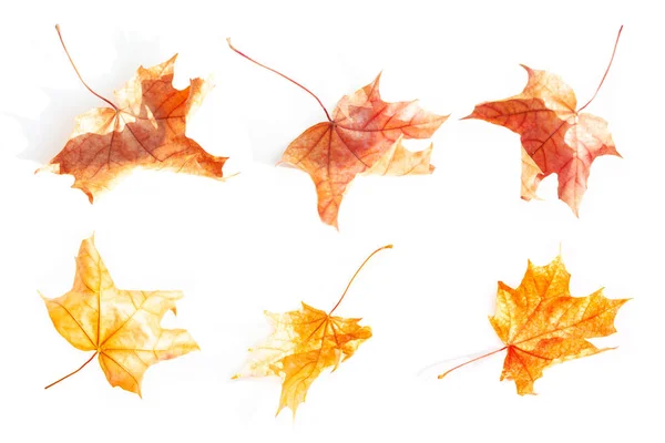 白い背景に鮮やかな紅葉 秋のコンセプト — ストック写真