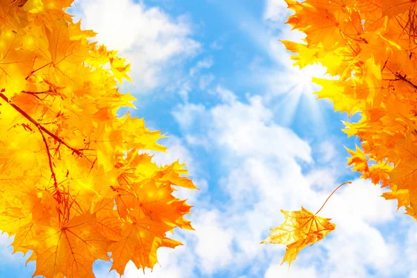 Herbstlandschaft Mit Leuchtend Bunten Blättern Altweibersommer Laub — Stockfoto