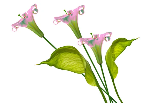 Spathiphyllum Bloem Geïsoleerd Witte Achtergrond Mooie Lelies — Stockfoto