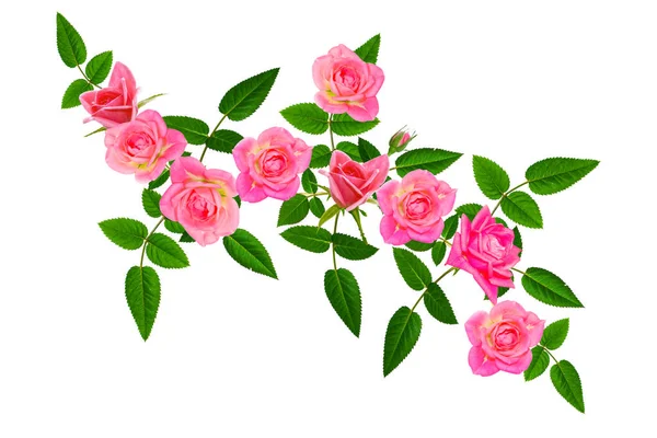 Fioritura Rose Sfondo Bianco Natura — Foto Stock
