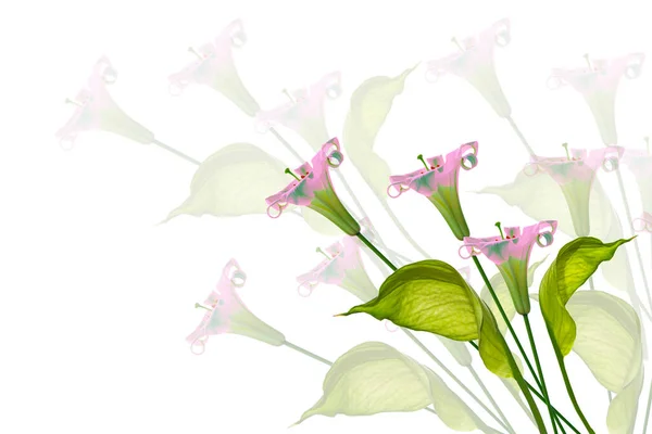 Spathiphyllum Bloem Geïsoleerd Witte Achtergrond Mooie Lelies — Stockfoto