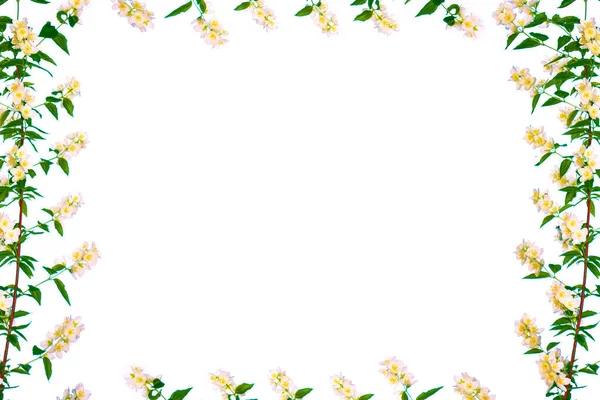 Yasemin Çiçeklerinin Beyaz Arka Planda Izole Edilmiş Dalları Güzel Çiçekli — Stok fotoğraf