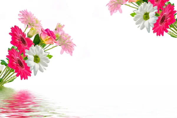 Bunte Lebendige Blüten Von Chrysanthemen Gerbera Isoliert Auf Weißem Hintergrund — Stockfoto