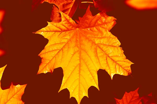 Herbstlandschaft Mit Leuchtend Bunten Blättern Altweibersommer Laub — Stockfoto