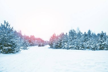 Karla kaplı ağaçlarla donmuş kış ormanı. Açık hava