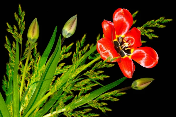 在黑色背景上隔绝的春花郁金香 — 图库照片