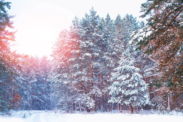 Fryst Vinterskog Med Snötäckta Träd Utomhus — Stockfoto