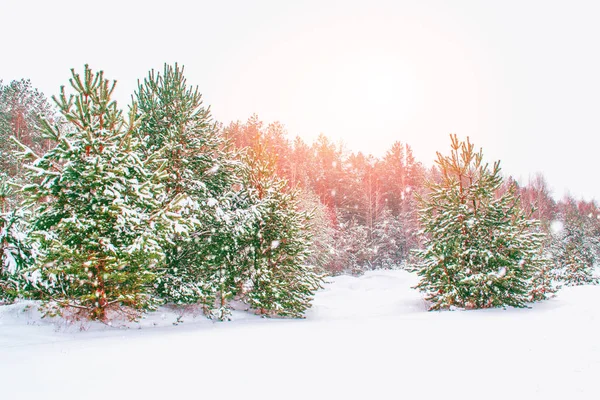雪に覆われた木々が凍る冬の森 — ストック写真