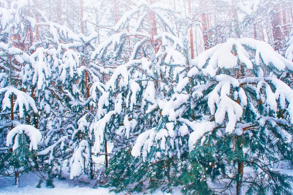 Bosque Invierno Congelado Con Árboles Cubiertos Nieve Exterior —  Fotos de Stock