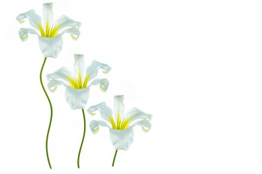 Beyaz arka planda izole edilmiş parlak zambak çiçekleri. Doğa