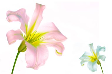 Beyaz arka planda izole edilmiş parlak zambak çiçekleri. Doğa