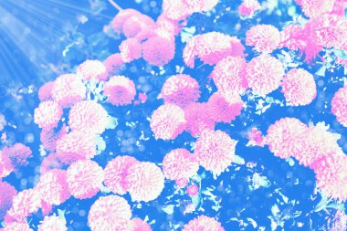 Seçici odaklanma. Sonbahar manzarasının arka planında renkli kasımpatı çiçekleri. Çayır çiçek açıyor.