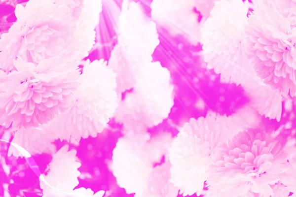 Concentrazione Selettiva Fiori Crisantemo Colorati Uno Sfondo Del Paesaggio Autunnale — Foto Stock