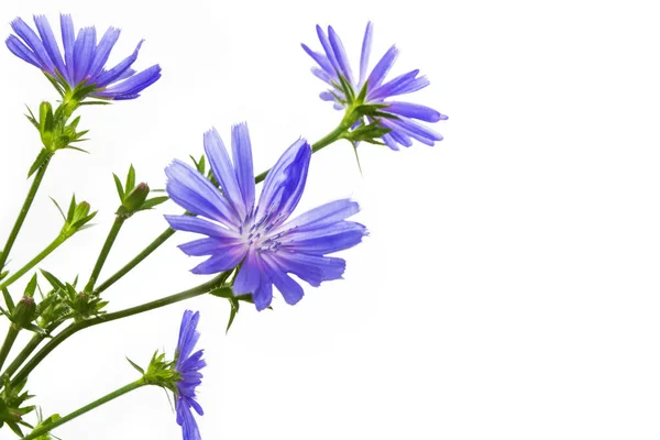 Blommor Gemensam Cikoria Cichorium Intybus Vit Bakgrund Natur — Stockfoto