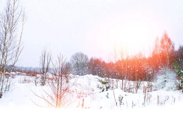 Selektivt Fokus Fryst Vinterskog Med Snötäckta Träd Utomhus — Stockfoto