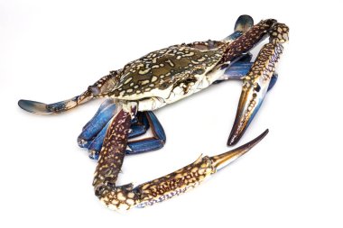 Yengeç izole, beyaz arka plan üzerinde ham kabuklu, yakın çekim