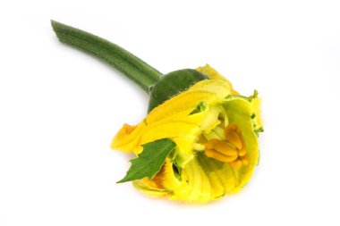 Beyaz zemin üzerine sarı çiçek ile taze çiçek açan kabakgiller bitki