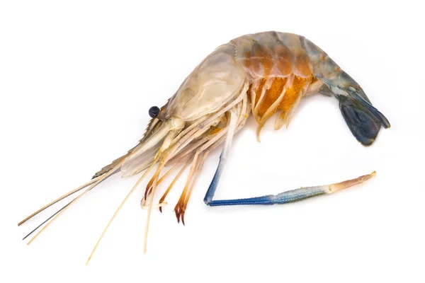 Shrimps Nahaufnahme Von Garnele Auf Weissem Hintergrund — 图库照片