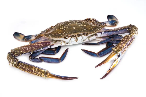 Krabba Isolerade Närbild Råa Skaldjur Vit Bakgrund — Stockfoto