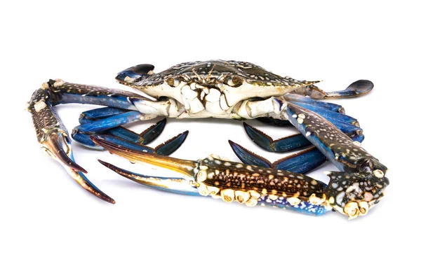 Krabbe Isoliert Nahaufnahme Roher Krebstiere Auf Weißem Hintergrund — Stockfoto