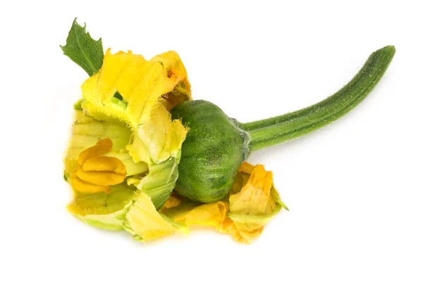 Cucurbitaceae Blooming Young Plant Yellow Flower White Background — Stock Photo, Image
