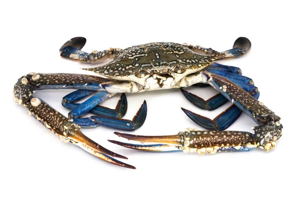 Krabba Isolerade Närbild Råa Skaldjur Vit Bakgrund — Stockfoto