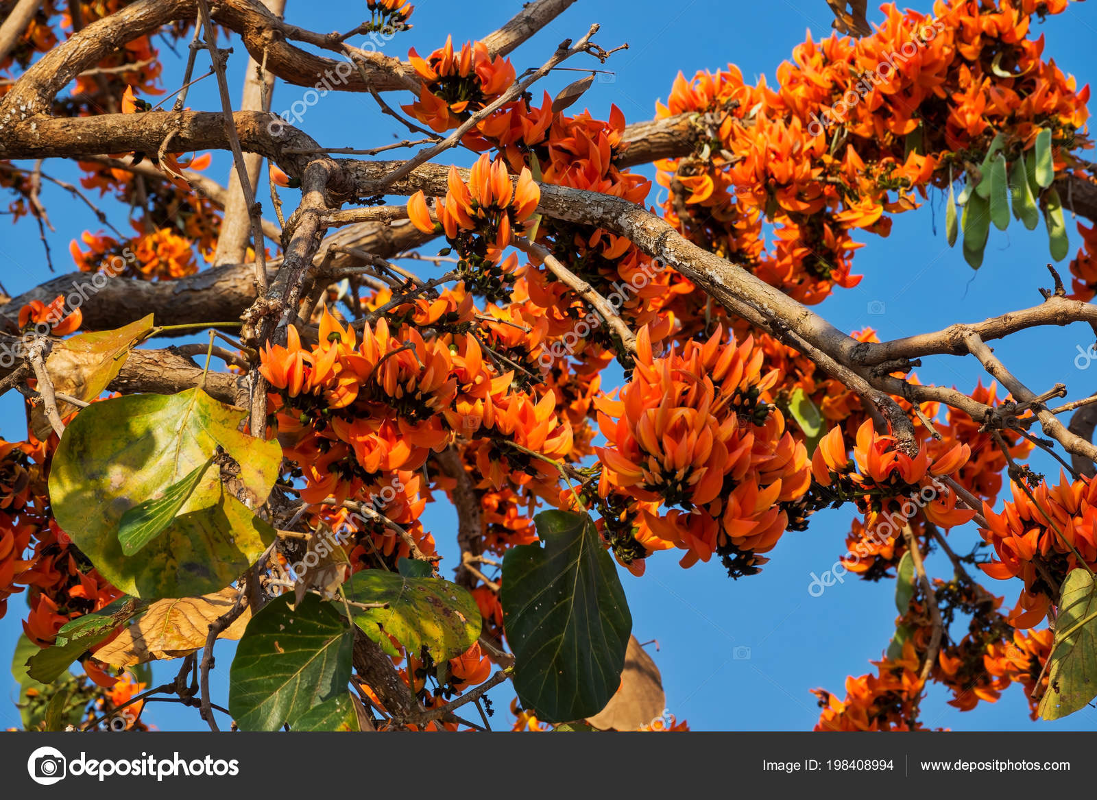 Flamboyant Arbre Fleur Arbre Tropical Avec Des Capitules