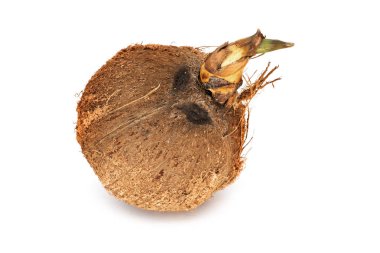 Hindistan cevizi ile Fideler, beyaz arka plan ile tropikal meyve kadar yakın