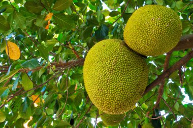 Nefesi ağaç, ağaç yapısı içinde tropikal meyve