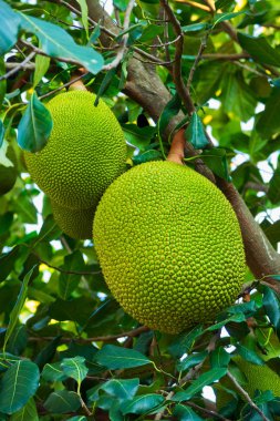 Nefesi ağaç, ağaç yapısı içinde tropikal meyve